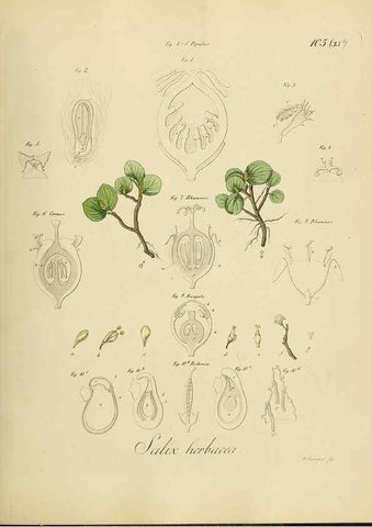 Reproducción/Reproduction 49298216428: Vollständige Naturgeschichte der forstlichen Culturpflanzen Deutschlands.. Berlin,A. Förstner'sche Verlagsbuchhandlung (P. Jeanrenaud)1851.. 