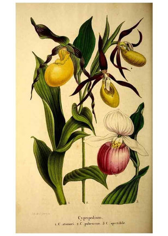 Reproducción/Reproduction 49269340541: Belgique horticole.. Liége.. 