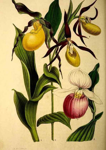 Reproducción/Reproduction 49269340541: Belgique horticole.. Liége.. 