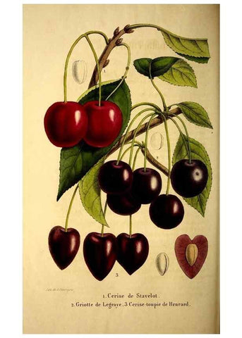 Reproducción/Reproduction 49269540437: Belgique horticole.. Liége.. 