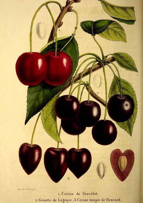 Reproducción/Reproduction 49269540437: Belgique horticole.. Liége.. 