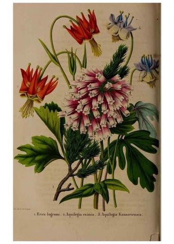 Reproducción/Reproduction 49264952707: Belgique horticole.. Liége.. 
