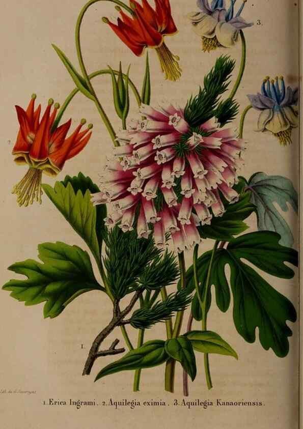 Reproducción/Reproduction 49264952707: Belgique horticole.. Liége.. 