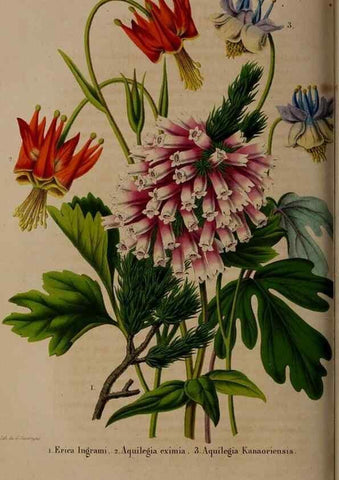 Reproducción/Reproduction 49264952707: Belgique horticole.. Liége.. 