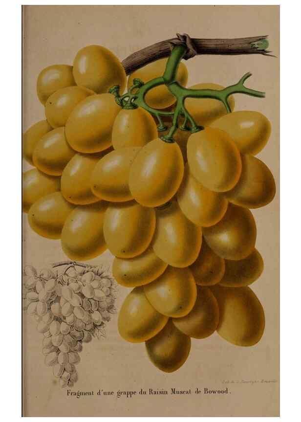 Reproducción/Reproduction 49264953387: Belgique horticole.. Liége.. 