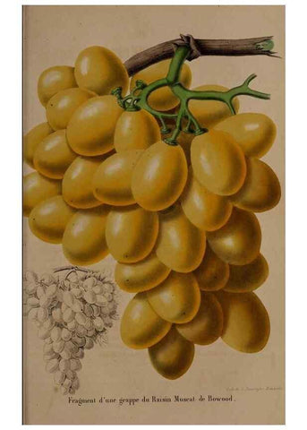 Reproducción/Reproduction 49264953387: Belgique horticole.. Liége.. 