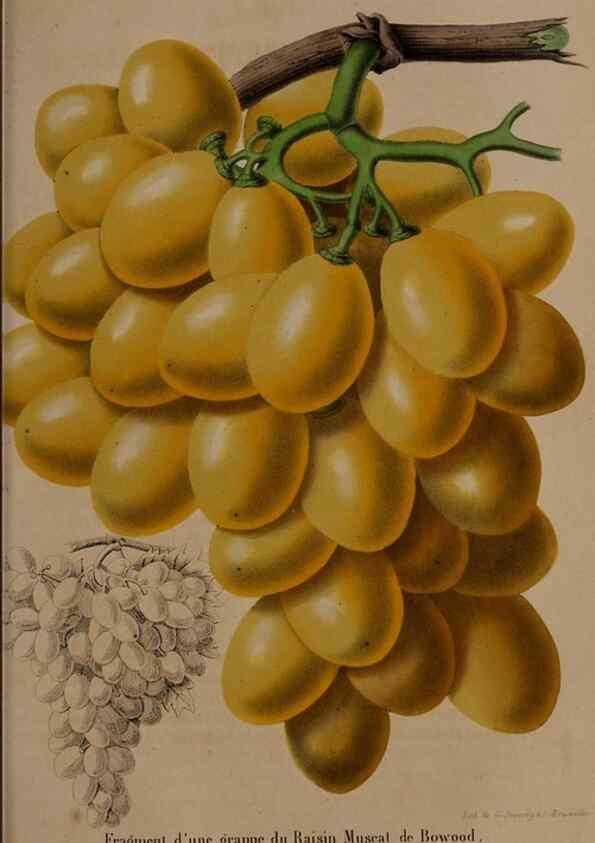 Reproducción/Reproduction 49264953387: Belgique horticole.. Liége.. 