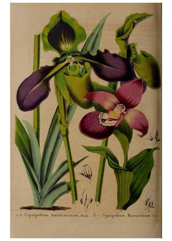 Reproducción/Reproduction 49264759076: Belgique horticole.. Liége.. 