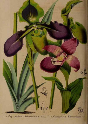 Reproducción/Reproduction 49264759076: Belgique horticole.. Liége.. 