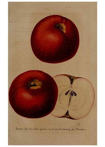 Reproducción/Reproduction 49264296948: Belgique horticole.. Liége.. 