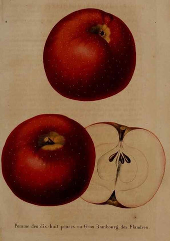 Reproducción/Reproduction 49264296948: Belgique horticole.. Liége.. 