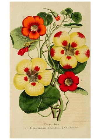 Reproducción/Reproduction 49265268627: Belgique horticole.. Liége.. 