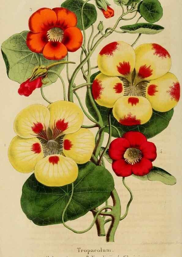 Reproducción/Reproduction 49265268627: Belgique horticole.. Liége.. 