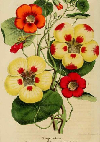 Reproducción/Reproduction 49265268627: Belgique horticole.. Liége.. 