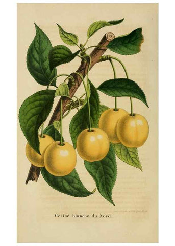 Reproducción/Reproduction 49264612803: Belgique horticole.. Liége.. 