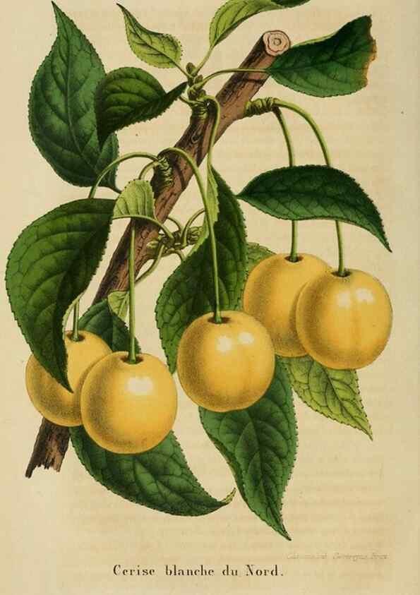 Reproducción/Reproduction 49264612803: Belgique horticole.. Liége.. 