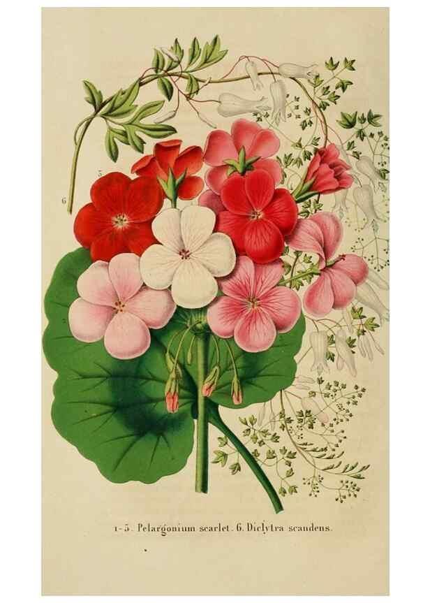 Reproducción/Reproduction 49265269307: Belgique horticole.. Liége.. 