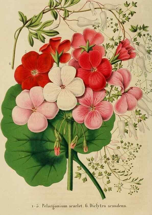 Reproducción/Reproduction 49265269307: Belgique horticole.. Liége.. 