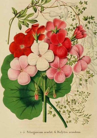 Reproducción/Reproduction 49265269307: Belgique horticole.. Liége.. 