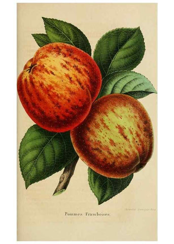 Reproducción/Reproduction 49265269922: Belgique horticole.. Liége.. 