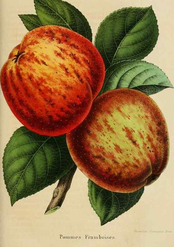 Reproducción/Reproduction 49265269922: Belgique horticole.. Liége.. 