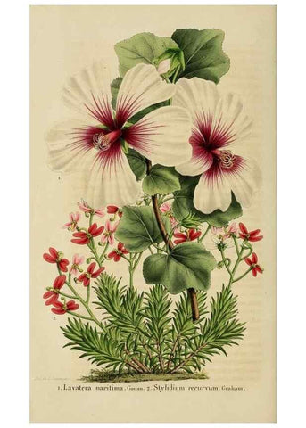 Reproducción/Reproduction 49264614143: Belgique horticole.. Liége.. 