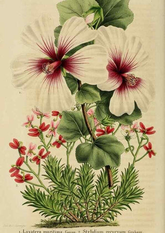 Reproducción/Reproduction 49264614143: Belgique horticole.. Liége.. 