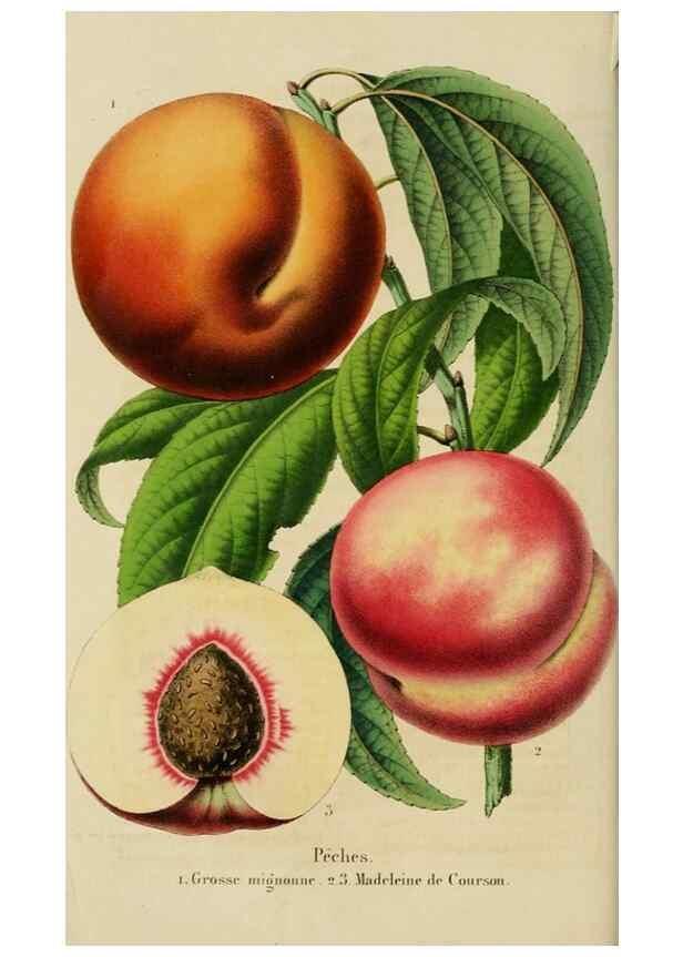 Reproducción/Reproduction 49265076961: Belgique horticole.. Liége.. 
