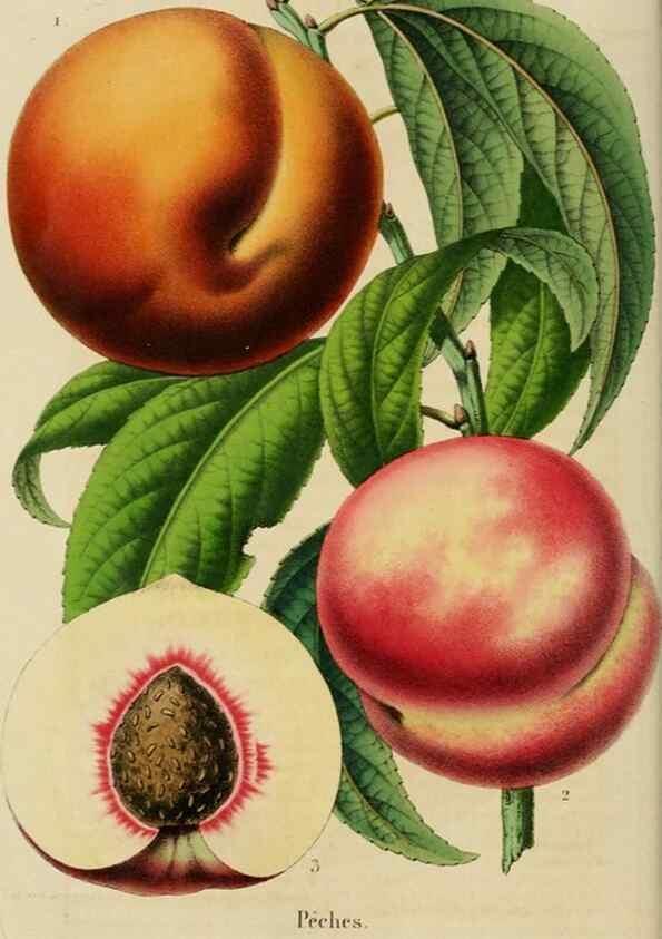 Reproducción/Reproduction 49265076961: Belgique horticole.. Liége.. 