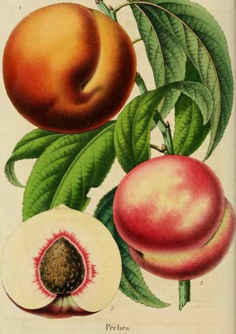 Reproducción/Reproduction 49265076961: Belgique horticole.. Liége.. 