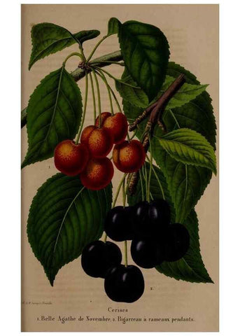 Reproducción/Reproduction 49264295088: Belgique horticole.. Liége.. 
