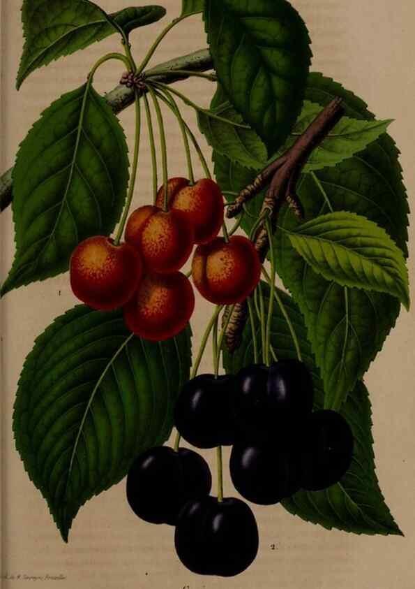 Reproducción/Reproduction 49264295088: Belgique horticole.. Liége.. 