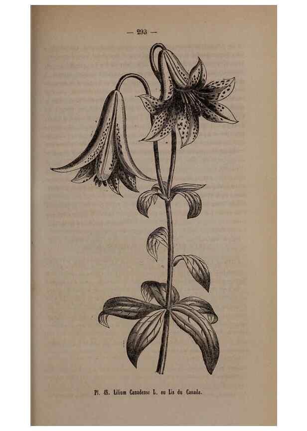 Reproducción/Reproduction 49264294733: Belgique horticole.. Liége.. 