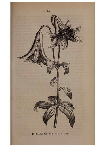 Reproducción/Reproduction 49264294733: Belgique horticole.. Liége.. 