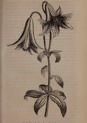 Reproducción/Reproduction 49264294733: Belgique horticole.. Liége.. 