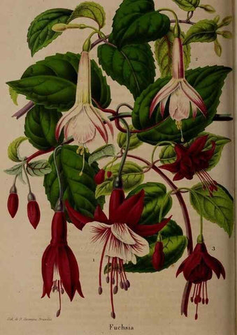 Reproducción/Reproduction 49264951297: Belgique horticole.. Liége.. 
