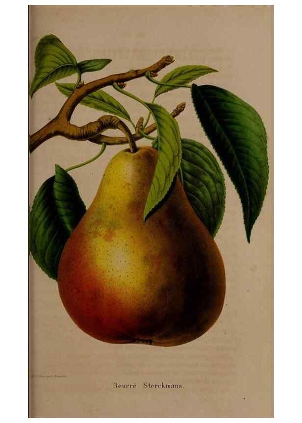 Reproducción/Reproduction 49264756396: Belgique horticole.. Liége.. 