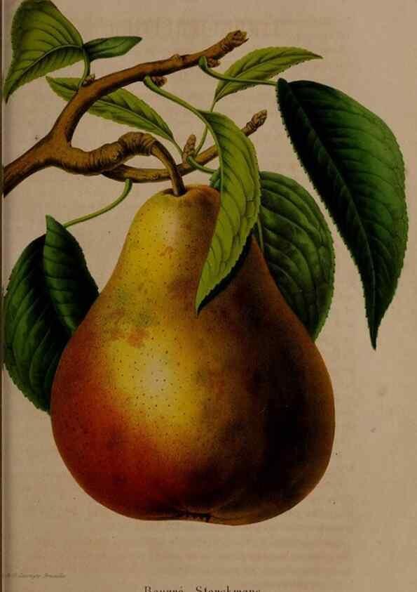 Reproducción/Reproduction 49264756396: Belgique horticole.. Liége.. 