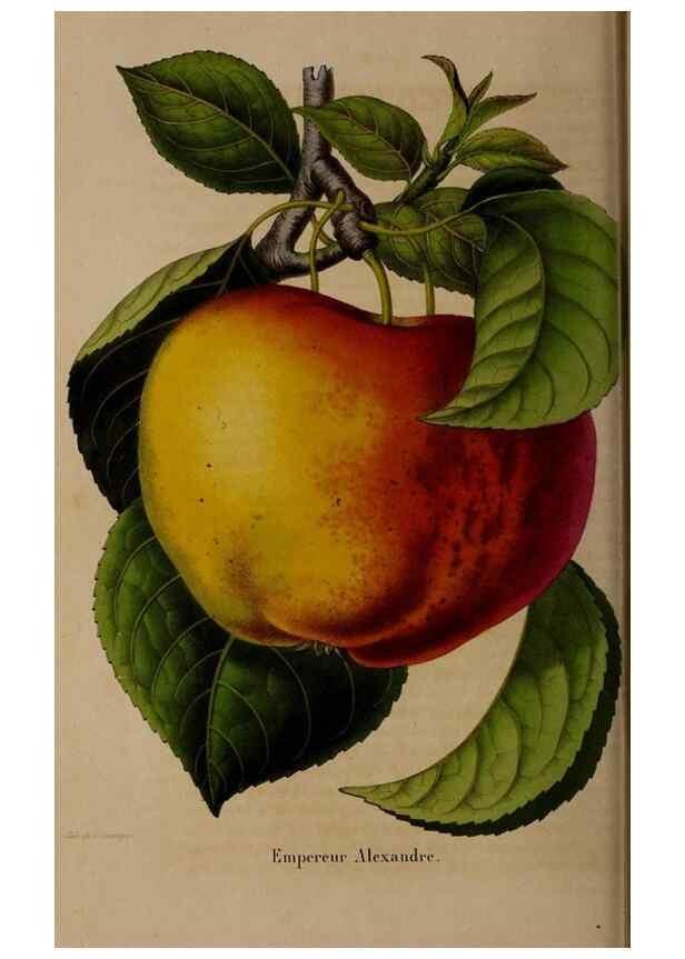 Reproducción/Reproduction 49264945522: Belgique horticole.. Liége.. 
