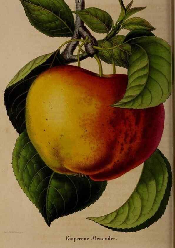 Reproducción/Reproduction 49264945522: Belgique horticole.. Liége.. 