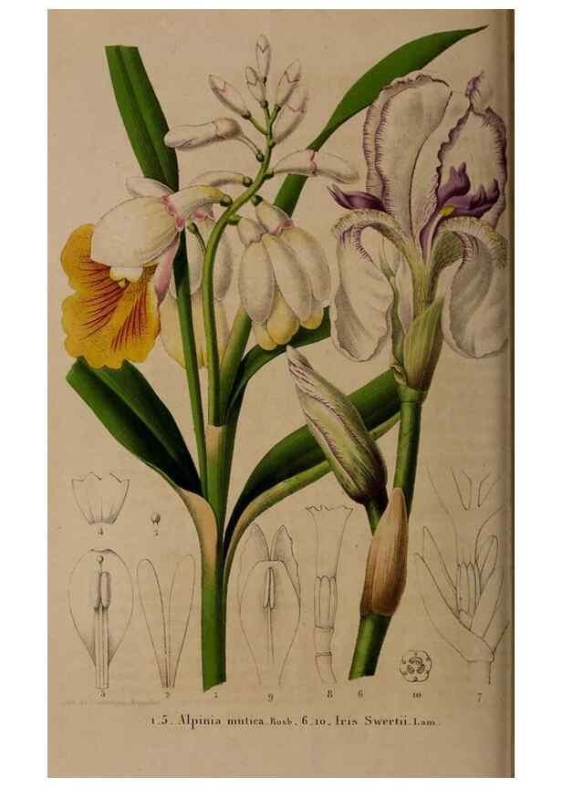 Reproducción/Reproduction 49264945762: Belgique horticole.. Liége.. 