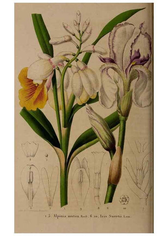 Reproducción/Reproduction 49264945762: Belgique horticole.. Liége.. 