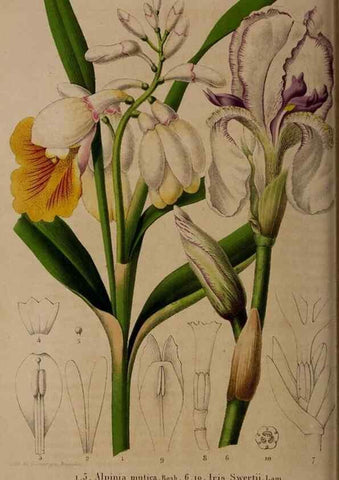 Reproducción/Reproduction 49264945762: Belgique horticole.. Liége.. 