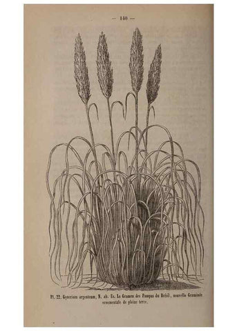 Reproducción/Reproduction 49264289418: Belgique horticole.. Liége.. 