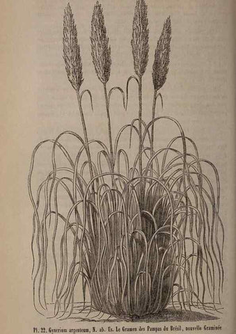Reproducción/Reproduction 49264289418: Belgique horticole.. Liége.. 