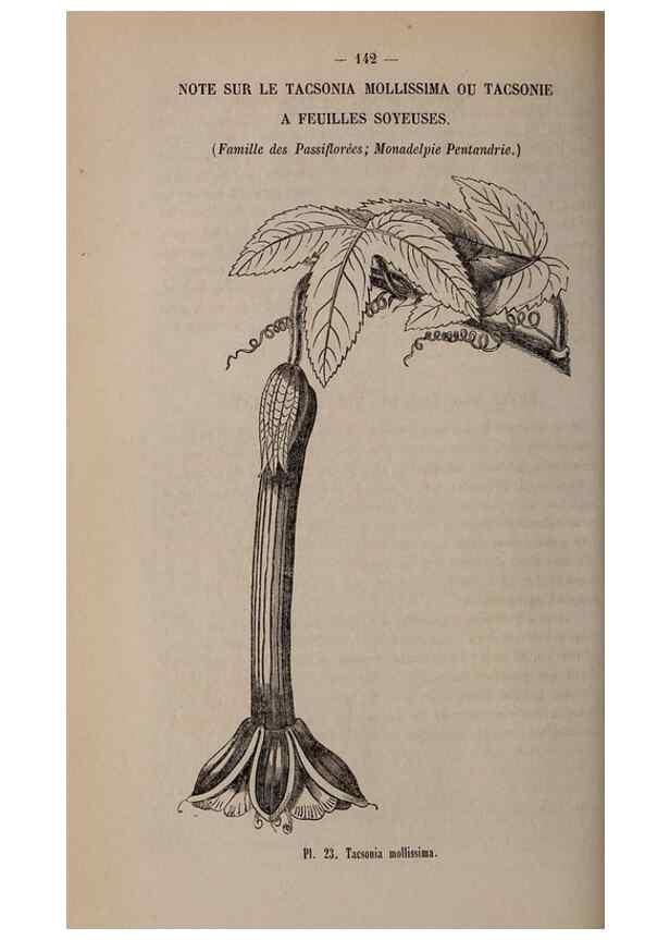 Reproducción/Reproduction 49264289708: Belgique horticole.. Liége.. 