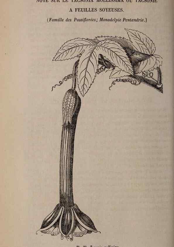Reproducción/Reproduction 49264289708: Belgique horticole.. Liége.. 