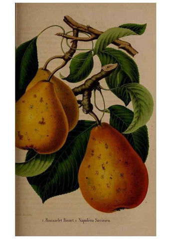 Reproducción/Reproduction 49264290018: Belgique horticole.. Liége.. 
