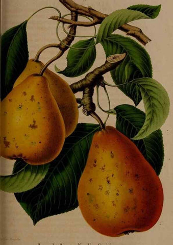 Reproducción/Reproduction 49264290018: Belgique horticole.. Liége.. 