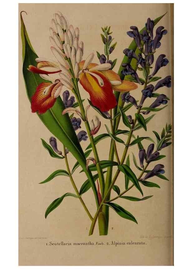 Reproducción/Reproduction 49264946982: Belgique horticole.. Liége.. 